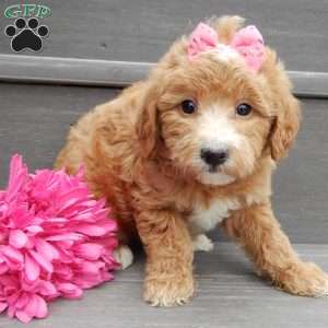 Lucy, Mini Goldendoodle Puppy